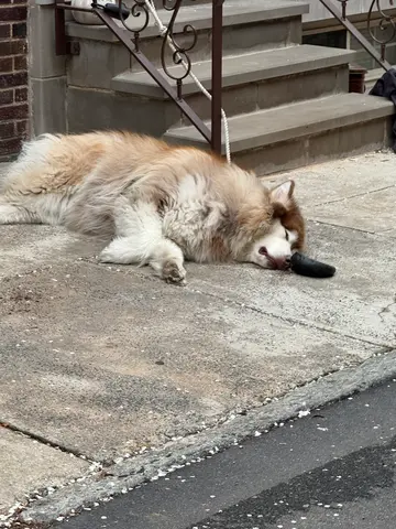neighbor dog