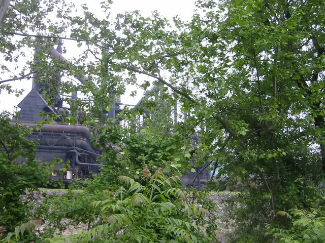 the steel, seen through the woods