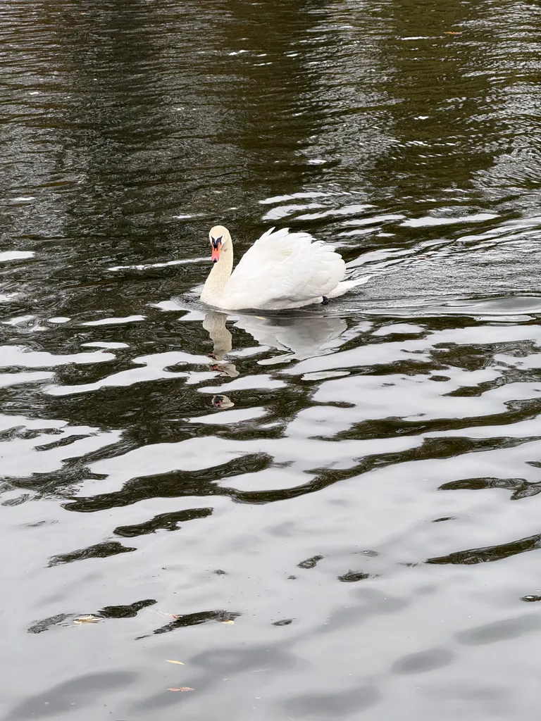 Thames swans