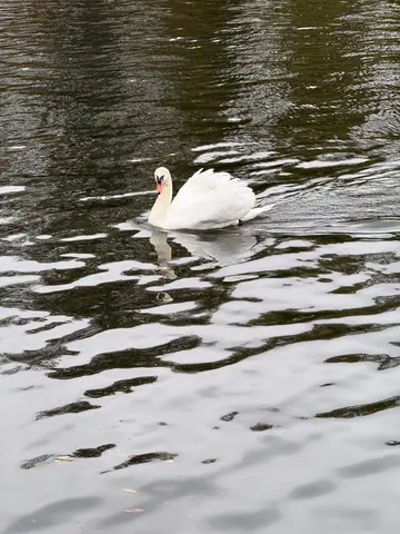 Thames swans