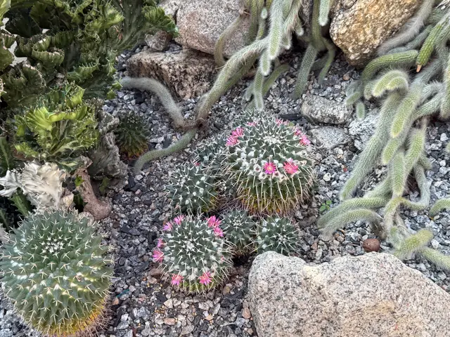 the Botanical Garden in Rio