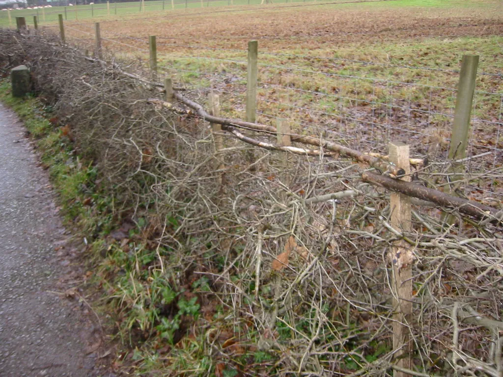 living fence
