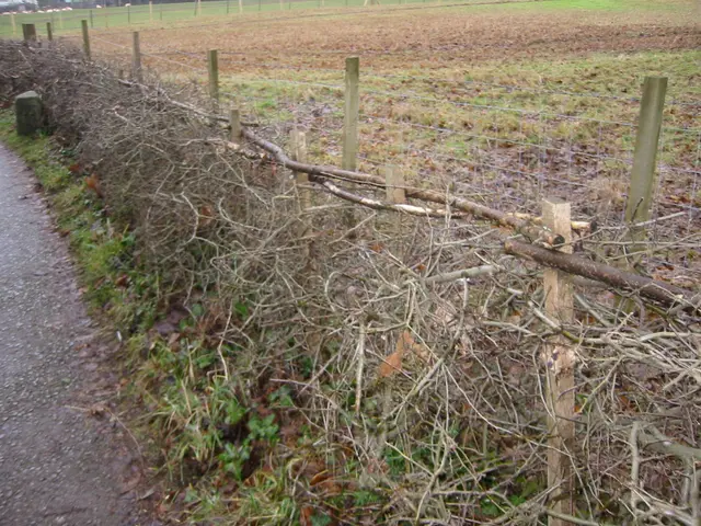 living fence