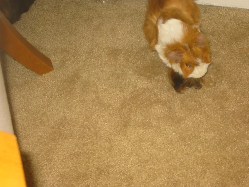 wookiee and dr. girlfriend