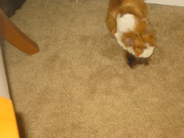 wookiee and dr. girlfriend