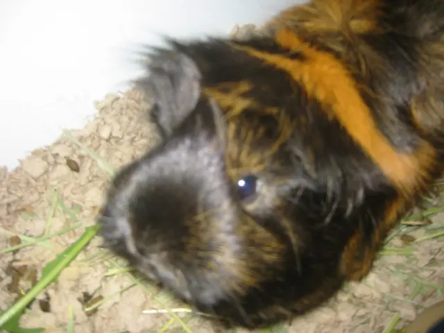 close-up snoozer