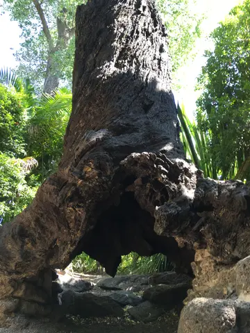 cool creepy tree