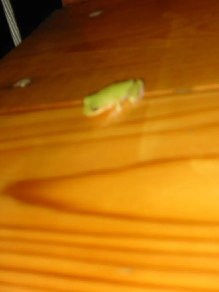 road trip, 2003-10, Frog