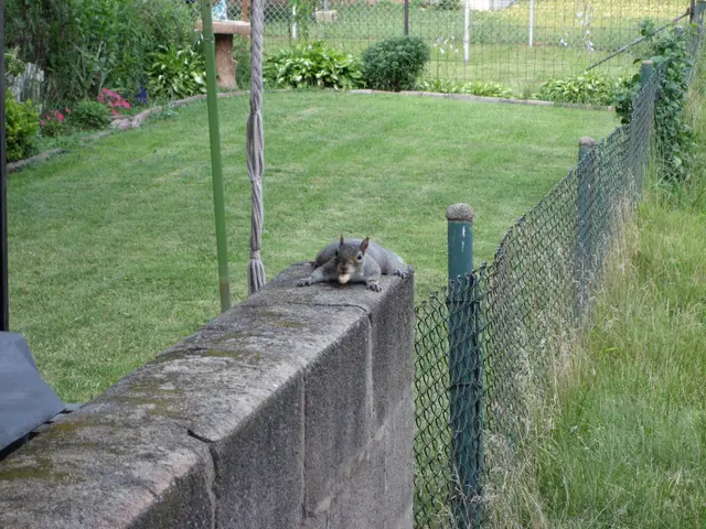 secret squirrel