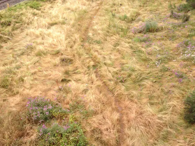 grass or guinea pig?