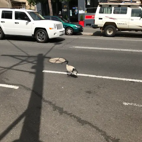 Sydney "pigeon"