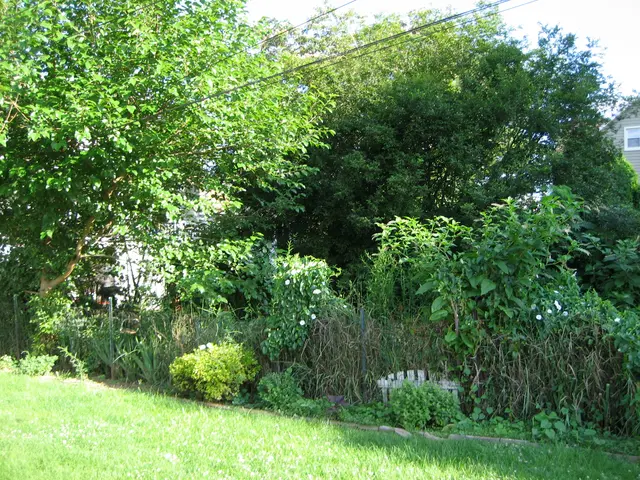 the north unit's garden (again)