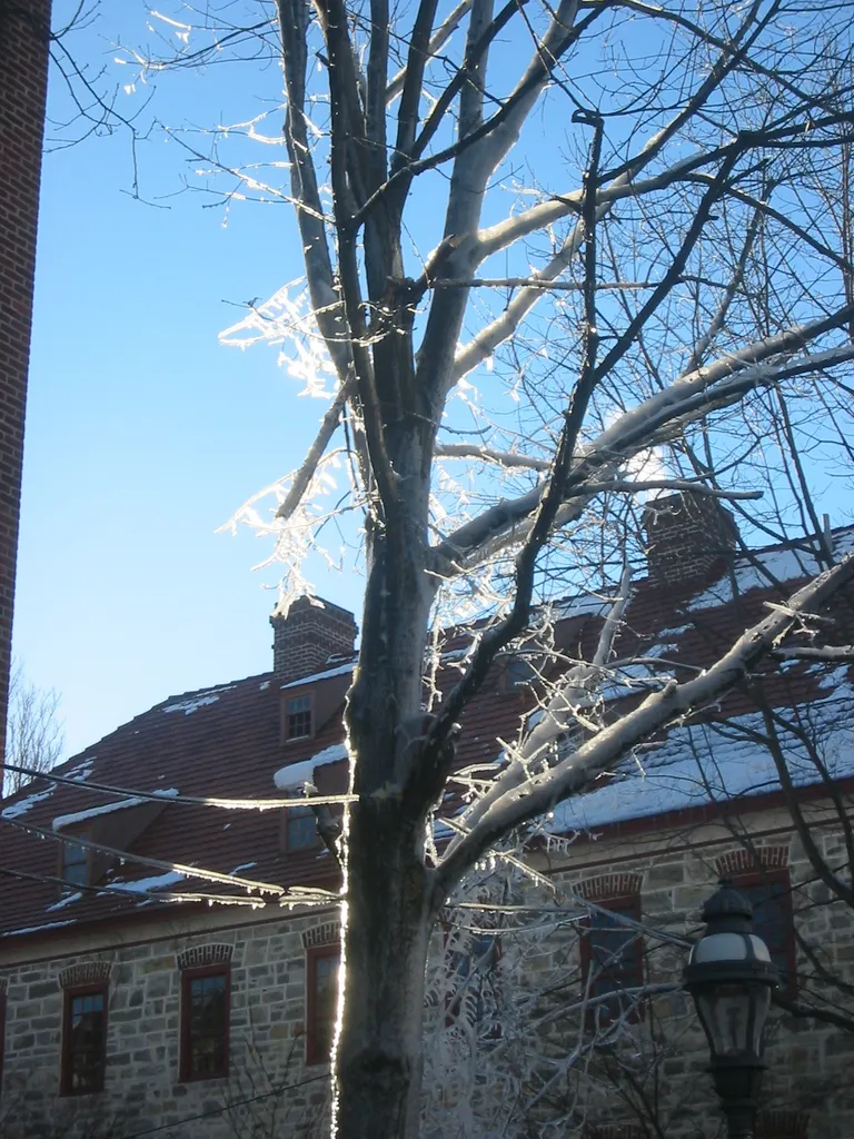 ice-enshrouded tree