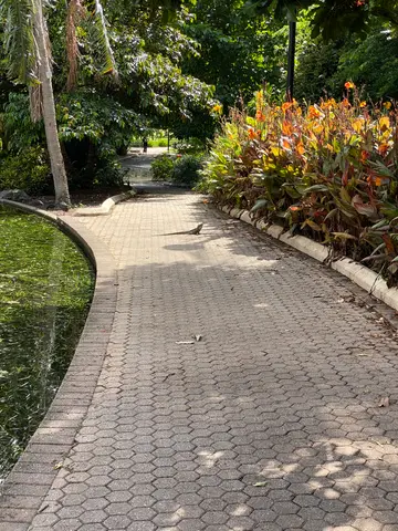 Brisbane lizard
