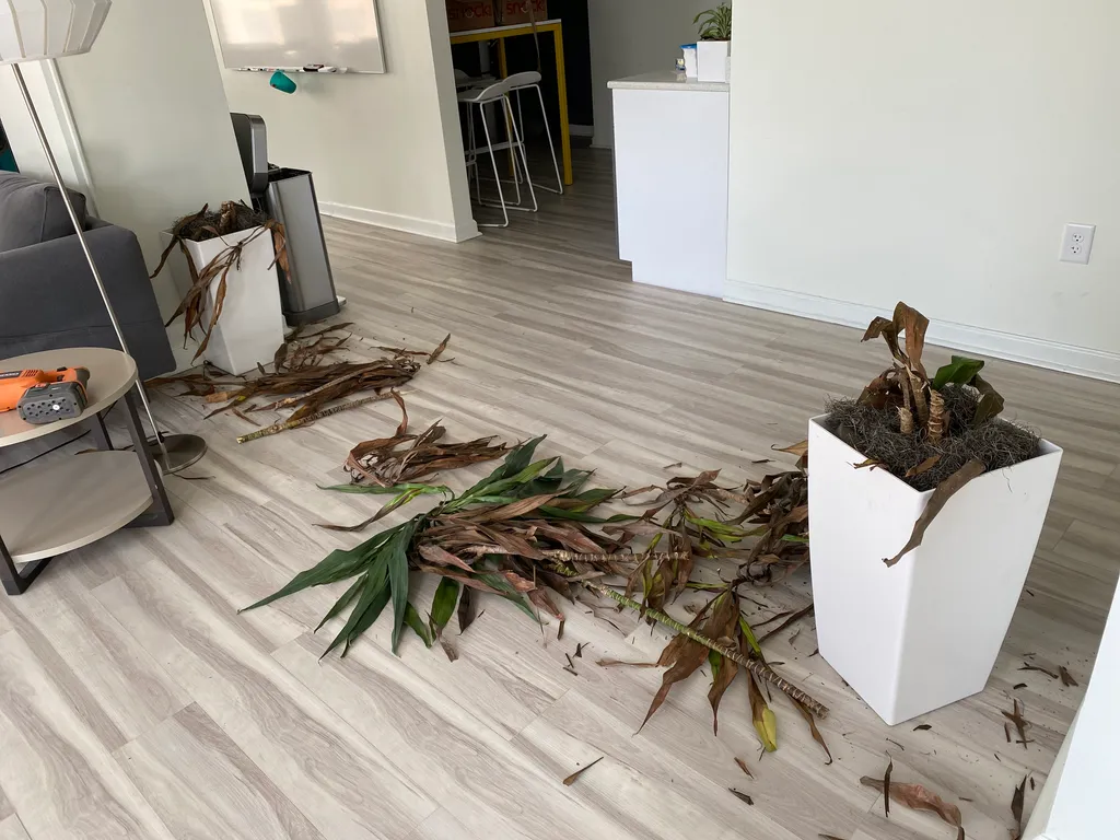 sad dead plants