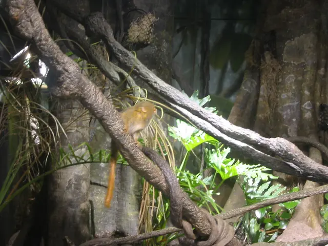 oscon 2003, spider_monkey